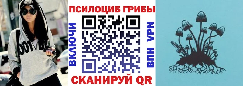 как найти закладки  Щигры  Галлюциногенные грибы Psilocybine cubensis 